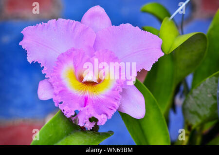 Cattleya orchid in fiore nel giardino Foto Stock