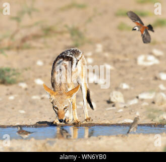 Nero-back Jackal tempra la sua sete in corrispondenza di un foro di irrigazione con gli uccelli in volo da bere. Canis mesomelas Foto Stock