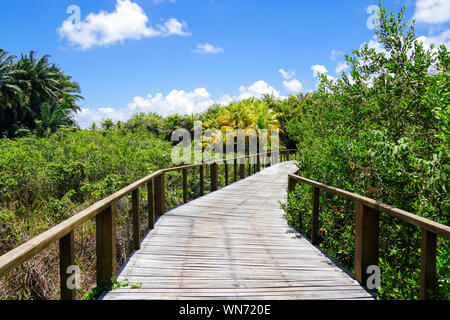 Prospettiva di ponte di legno nel profondo della foresta tropicale. Ponte di Legno passeggiata nella foresta di pioggia il supporto di lussureggianti felci e palme durante il caldo estivo soleggiato Foto Stock