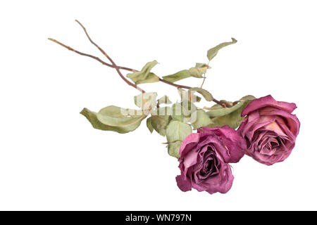 Due secchi rose rosa su sfondo bianco isolato, elemento di design per il biglietto di auguri, poster, vacanze banner, pattern, ornamento per la stampa in luce morbida Foto Stock