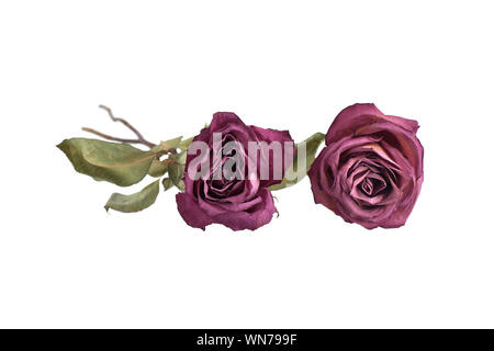 Due grandi rose su sfondo bianco isolato vicino, concept per il biglietto di auguri, vacanze banner, poster festosa, elemento di design per le merci nella casella, prodotto Foto Stock