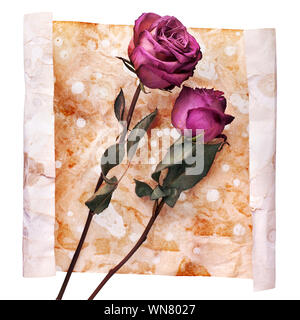Due borgogna rose fiori sul dipinto sgualciti di età sfondo della carta close up isolati su sfondo bianco, vacanze un invito o un biglietto di auguri design Foto Stock