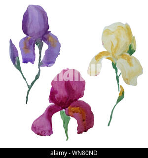 Abstract dipinta a mano iridi fiori isolati su sfondo bianco, acquerello collezione botanica di design floreale Foto Stock