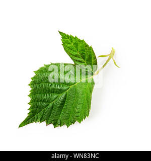 Blackberry foglia verde isolato su sfondo bianco percorso di clipping incluso, elemento di design. Estate frutti e bacche di tema. Vista superiore, laici piatta Foto Stock