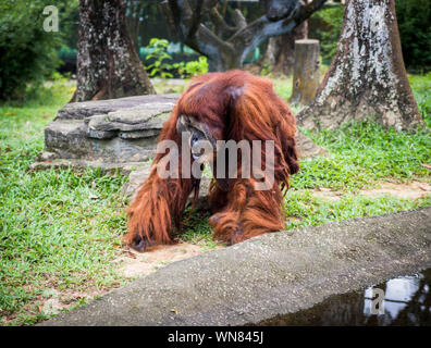 Orangutan o Pongo Pygmaeus è il solo grande asiatici trovate sull'isola del Borneo e Sumatra. Foto Stock