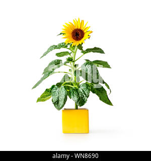 Fiore di girasole in vaso giallo. Helianthus pianta perenne. Oggetto singolo isolato su sfondo bianco percorso di clipping incluso. Estate fiori da giardino Foto Stock