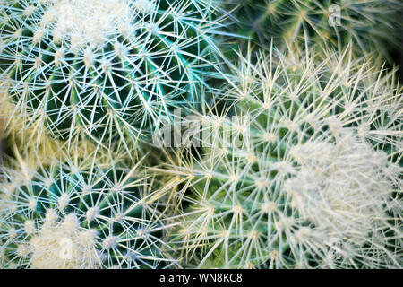 Gruppo di verde bellissimo tondo cactus close up macro su sfondo sfocato vista superiore, cactus texture con lunghe spine taglienti, cacti motivo decorativo Foto Stock