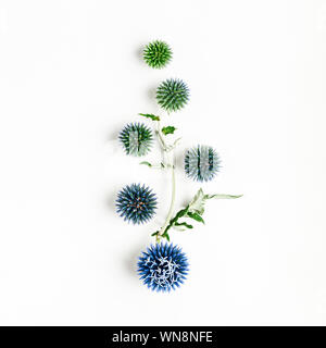 Blue thistle fiori e foglie di composizione. Fiori su fondo bianco. Vista superiore, piatto laici. Floreali elemento di design Foto Stock