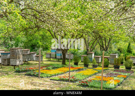Alveari in un bel giardino fiorito, produzione di miele biologico vicino Borjomi, Georgia Foto Stock