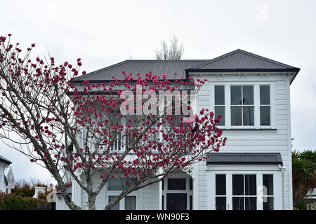 Bianco classico a due piani di casa in legno con struttura ad albero con soluzione satura di fiori di colore rosa di fronte ad esso. Foto Stock