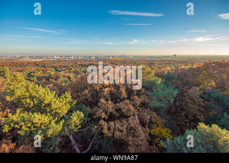 Panorama su una grande area di foresta in autunno con la città sullo sfondo Foto Stock