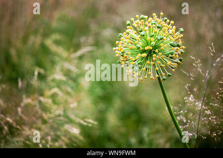 Una grande rotonda fiore decorativo onion fiore giallo su verde sfocato sfondo bokeh close up Allium cristophii o Allium giganteum piante ornamentali Foto Stock