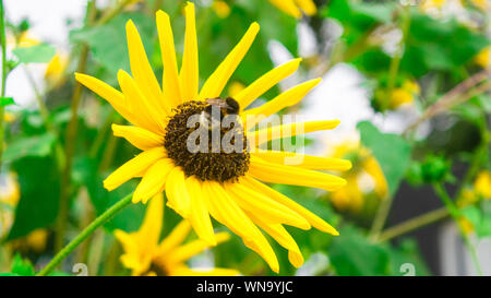 Bee raccoglie il nettare da un fiore di girasole immagine di sfondo Foto Stock