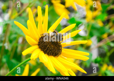 Bee raccoglie il nettare da un fiore di girasole immagine di sfondo Foto Stock