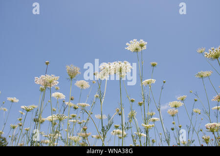 Bianco umbels fioritura e germogli di carota selvatica contro un luminoso cielo blu in un bianco fiore di prato Daucus carota Foto Stock