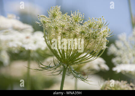 Bianco umbels fioritura e germogli di carota selvatica contro un luminoso cielo blu in un bianco fiore di prato Daucus carota Foto Stock