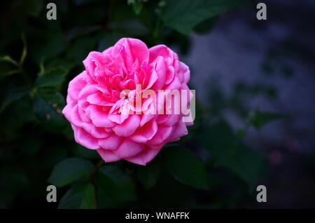 Coral Rose fiore sul verde scuro sfondo sfocato. Giardino Rose Rosa hybrida Foto Stock