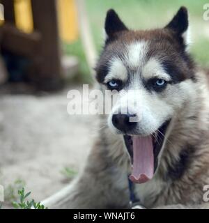 Cani Husky a sbadigliare i raggi del sole. Sleepy Dog funny sbadigli con la bocca spalancata e linguetta lunga all'aperto Foto Stock