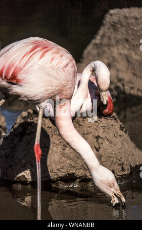 Flamingo cileni (Phoenicopterus chilensis).Foto a WWT Slimbridge,Gloucs .Inghilterra. Foto Stock