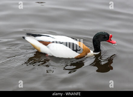 WWT Martin mera Lancs .Inghilterra. Foto Stock