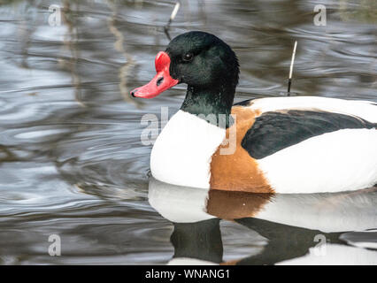WWT Martin mera Lancs .Inghilterra. Foto Stock
