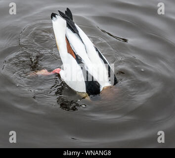 WWT Martin mera Lancs .Inghilterra. Foto Stock