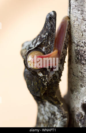 Geco Uroplatus in Madagascar, leccare è eye Foto Stock