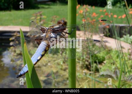 Ampia corposo chaser dragonfly (Libellula depressa), maschio ensoleillement su un impianto marginale stelo in un laghetto in giardino, Wiltshire, Regno Unito, Giugno Foto Stock