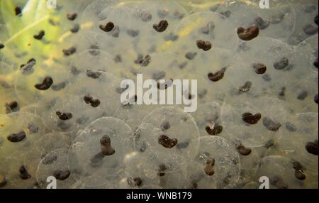 Frogspawn di una rana comune (Rana temporaria) in via di sviluppo in un laghetto in giardino, Wiltshire, Regno Unito, Marzo. Foto Stock