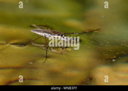 Stagno comune skater / acqua (strider Gerris lacustris) permanente sulla superficie di un laghetto in giardino, Wiltshire, Regno Unito, maggio. Foto Stock