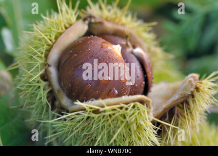 Chiudere su castagne coperti con gocce d'acqua nell'apertura del corpo della struttura ad albero Foto Stock