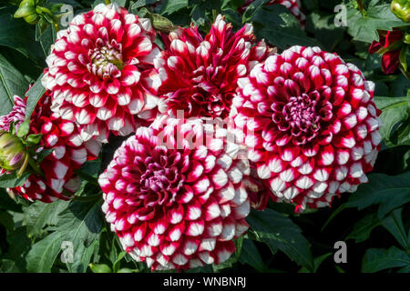 Dahlia Flower, White Red Dahlias, Dahlia "Checkers" formale Dekorative Foto Stock