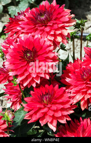 Dahlia fiore, Dahlias Rosso, Dahlia Sirius Foto Stock