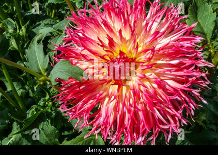 Dahlia fiore singolo, dahlias, Dahlia 'Colwood Sherri' Foto Stock