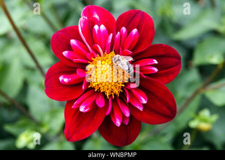 Dahlia single flower Dahlia 'Don Hill' miele ape raccolta nettare, alimentazione Foto Stock