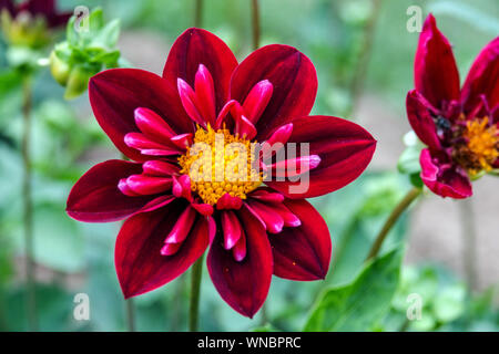 Fiore Dahlia, dalie, Dahlia 'Dsulla collina" Foto Stock