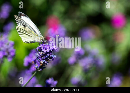 Sarcococca rapae, bianco giallo farfalla di atterraggio sulla i fiori di lavanda contro uno sfondo sfocato Foto Stock