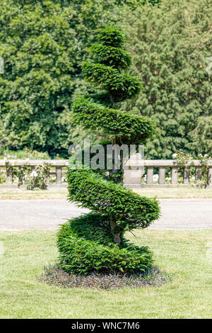 Conica coassiale e di spirale pino crescente sul verde erba corta contro un green leafs sfondo Foto Stock