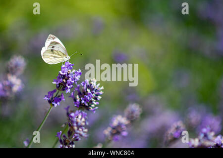 Sarcococca rapae, bianco giallo farfalla di atterraggio sulla i fiori di lavanda contro uno sfondo sfocato Foto Stock