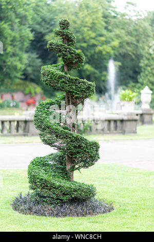 Conica coassiale e di spirale pino crescente sul verde erba corta contro un green leafs sfondo Foto Stock