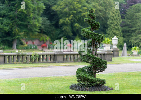 Conica coassiale e di spirale pino crescente sul verde erba corta contro un green leafs sfondo Foto Stock