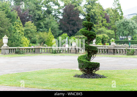 Conica coassiale e di spirale pino crescente sul verde erba corta contro un green leafs sfondo Foto Stock