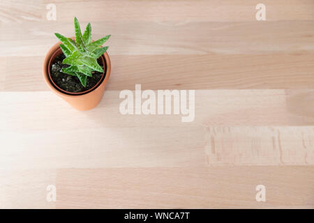 Giovani aleo vera impianto in una piccola pentola su un laminato di legno tabella office Foto Stock