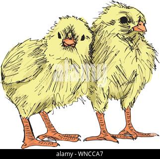 Mano disegna schizzi di pollo Illustrazione Vettoriale
