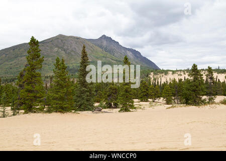 Il Deserto Carcross nello Yukon, Canada. Il paesaggio arido è il più piccolo al mondo deserto. Foto Stock