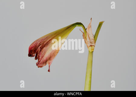 Close up di un Amaryllis (Amaryllidoideae),Hippeastrum, favola, il suo un fiore ormai morente, con un chiaro sfondo dietro Foto Stock