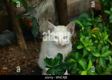 Un povero randagio gatto bianco si nasconde dietro la bussola guardando la telecamera Foto Stock