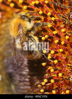 Berlino, Germania. 06 Sep, 2019. Un'ape si siede sul fiore di un girasole e raccoglie il nettare. Credito: Wolfgang Kumm/dpa/Alamy Live News Foto Stock