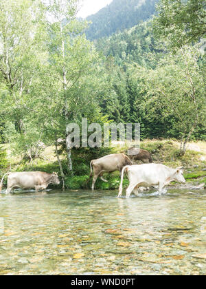 Mandria di mucche al pascolo in Pla de Boavi; nella provincia di Lleida, dei Pirenei catalani. La Catalogna, Spagna, Europa. Foto Stock