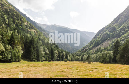 Mandria di mucche al pascolo in Pla de Boavi; nella provincia di Lleida, dei Pirenei catalani. La Catalogna, Spagna, Europa. Foto Stock